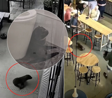 NEOBIČNO MLADUNČE ZALUTALO U BAR Komična akcija hvatanja FOTO