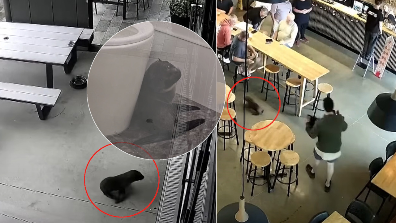 NEOBIČNO MLADUNČE ZALUTALO U BAR Komična akcija hvatanja FOTO