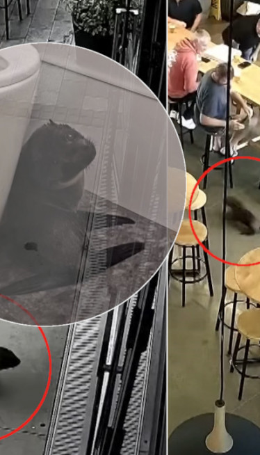 НЕОБИЧНО МЛАДУНЧЕ ЗАЛУТАЛО У БАР Комична акција хватања ФОТО