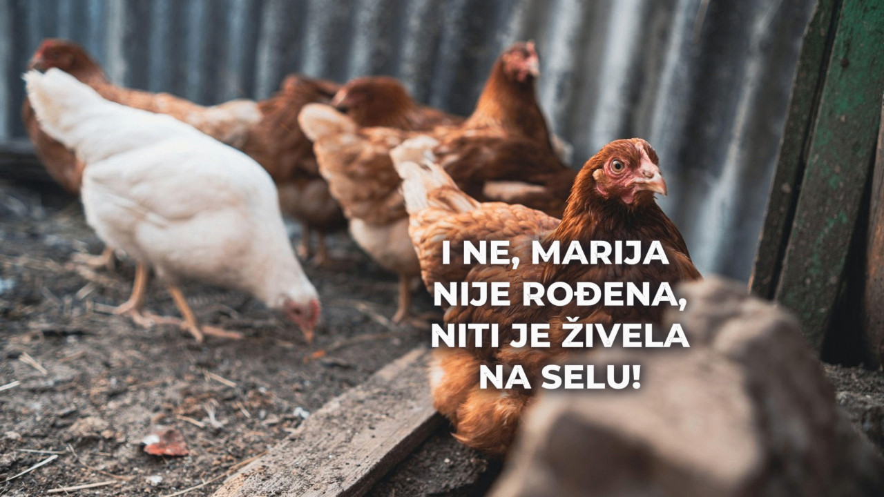 MARIJA IH JE DOBILA 4 miliona€ za odovor "šta misle kokoške"