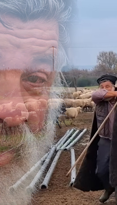 ПОТРЕСАН СНИМАК Сточар се опрашта од 450 оваца