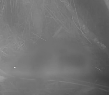 ПОСЛЕ 400 ЛЕТА Појавила се истребљена врста животиње ВИДЕО