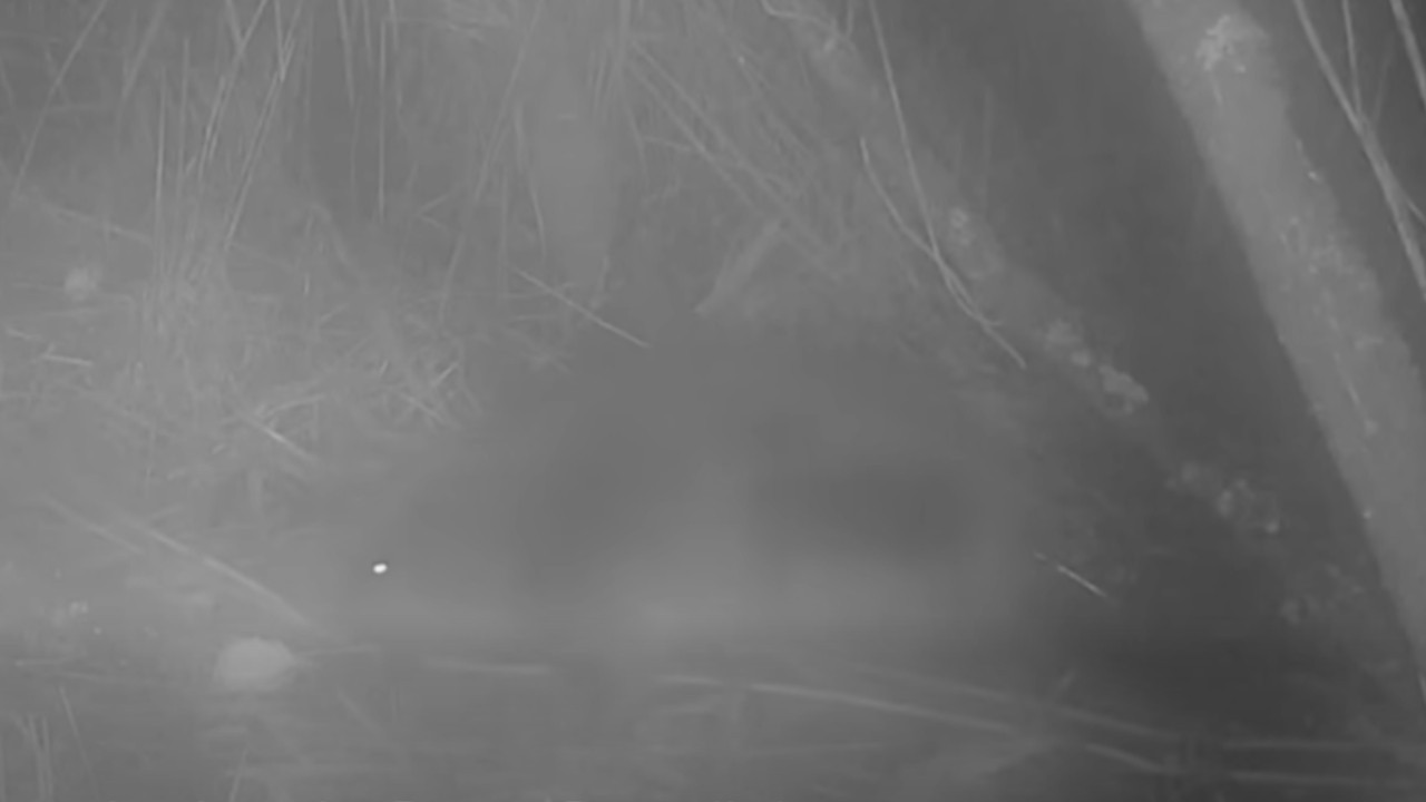 ПОСЛЕ 400 ЛЕТА Појавила се истребљена врста животиње ВИДЕО