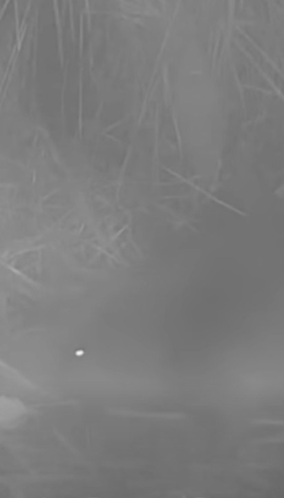 POSLE 400 LETA Pojavila se istrebljena vrsta životinje VIDEO