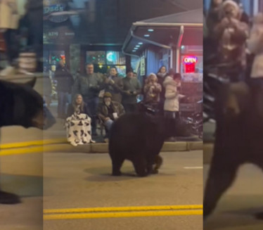 PANIKA NA BOŽIĆNOJ PARADI: Medved ušetao - potražio hranu