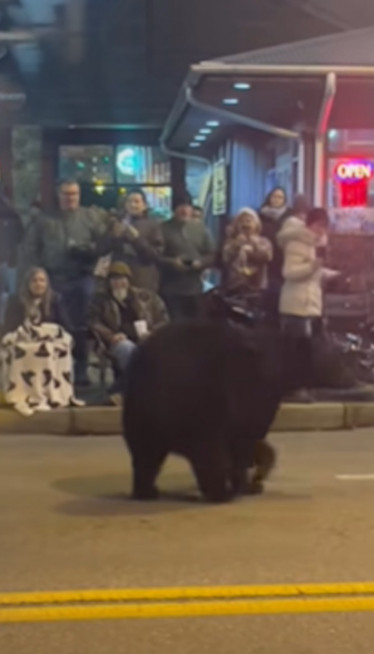 PANIKA NA BOŽIĆNOJ PARADI: Medved ušetao - potražio hranu