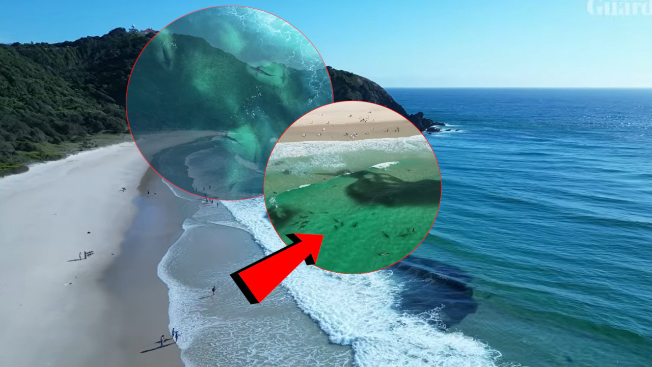 Стотине АЈКУЛА снимљене у плићаку популарне плаже