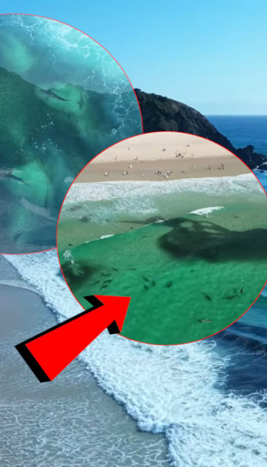 Стотине АЈКУЛА снимљене у плићаку популарне плаже