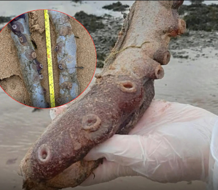 NAUČNICI U ČUDU: Neobični pipci nađeni na obali (FOTO)