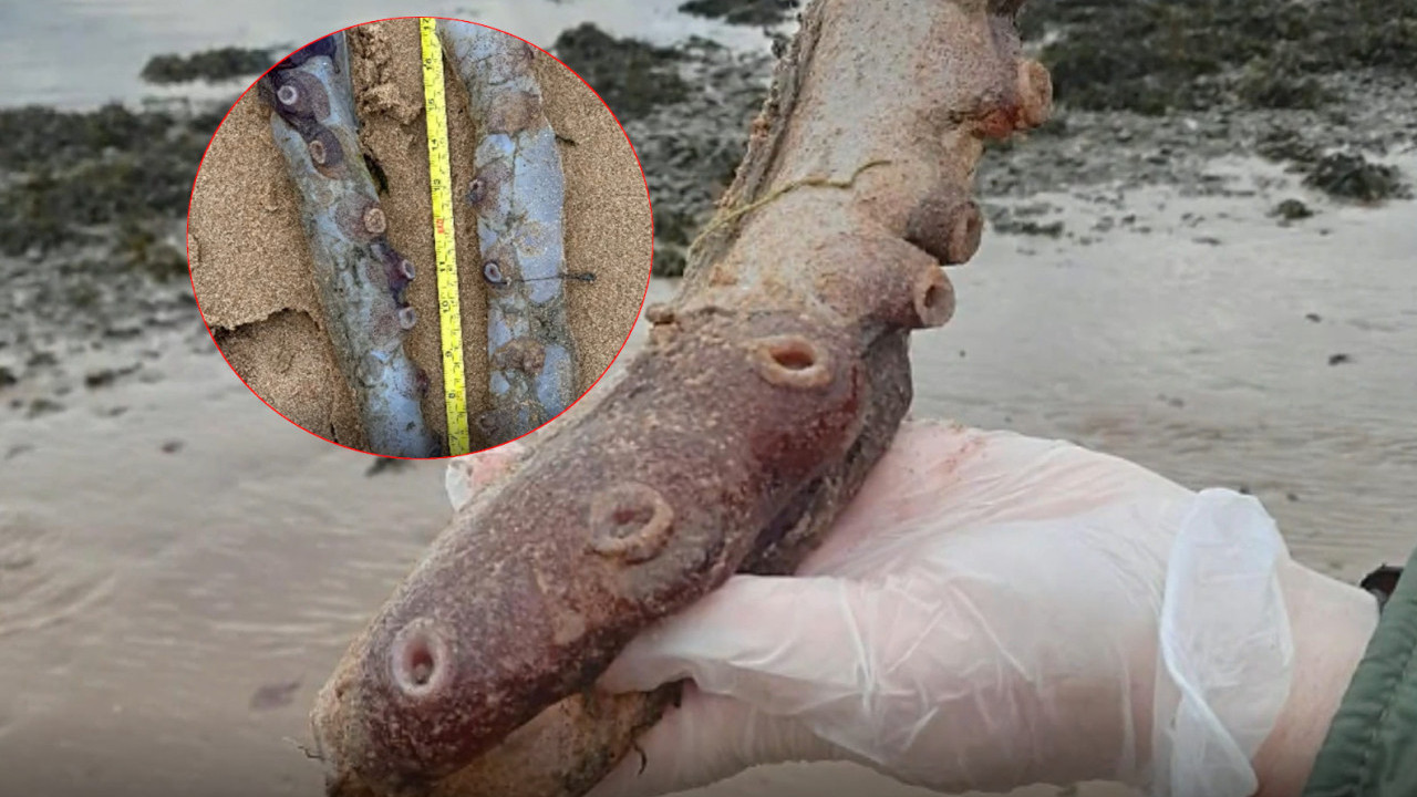 NAUČNICI U ČUDU: Neobični pipci nađeni na obali (FOTO)