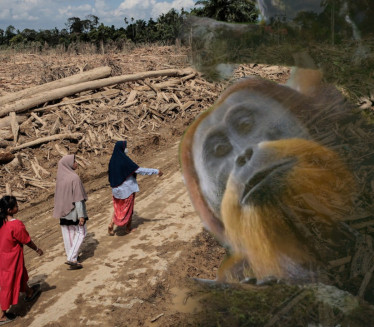 OTKRIVENI 2017, BILO IH 800: Ciklon zbrisao najređe majmune?