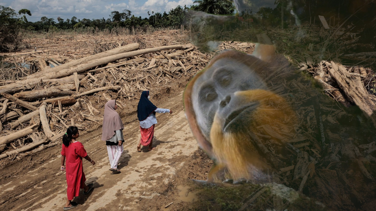 OTKRIVENI 2017, BILO IH 800: Ciklon zbrisao najređe majmune?