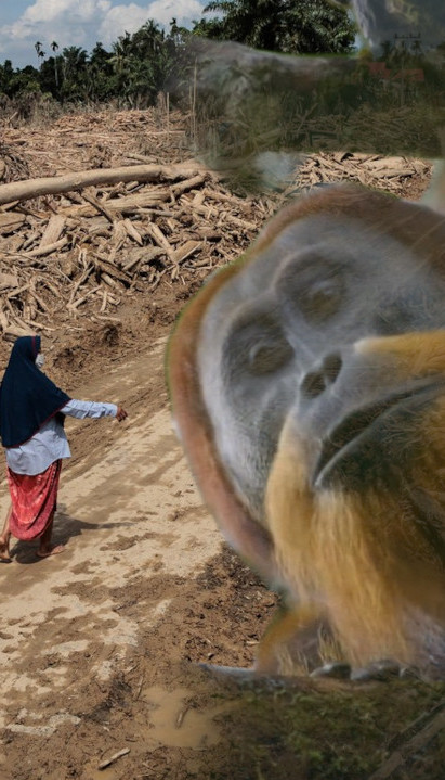 ОТКРИВЕНИ 2017, БИЛО ИХ 800: Циклон збрисао најређе мајмуне?