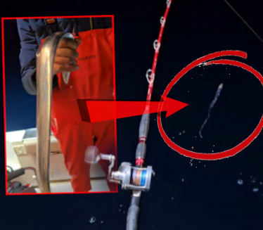 RIBARI U ŠOKU: Ulovili čudnog morskog STVORA u Jadranu