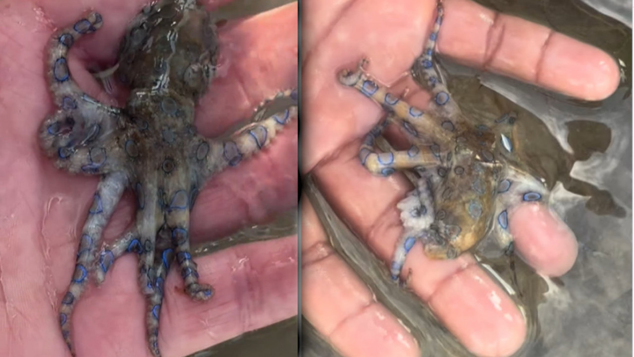 Oduševila ga LEPA HOBOTNICA, nije znao da je NAJSMRTONOSNIJA