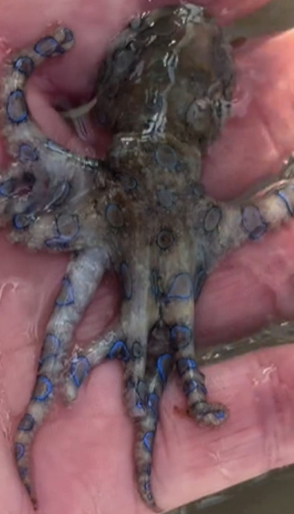 Одушевила га ЛЕПА ХОБОТНИЦА, није знао да је НАЈСМРТОНОСНИЈА