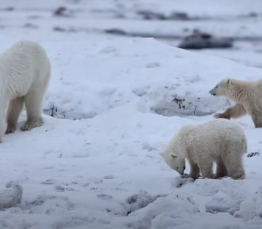 VIDELA GA JE SAMOG KAKO "PLAČE" Medvedica šokirala naučnike