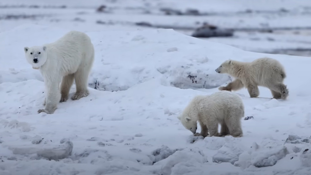 ВИДЕЛА ГА ЈЕ САМОГ КАКО "ПЛАЧЕ" Медведица шокирала научнике