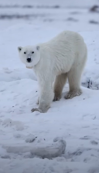 VIDELA GA JE SAMOG KAKO "PLAČE" Medvedica šokirala naučnike