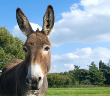НЕ, НИЈЕ МАГАРЕ: Да ли знате како се зове младунче магарца