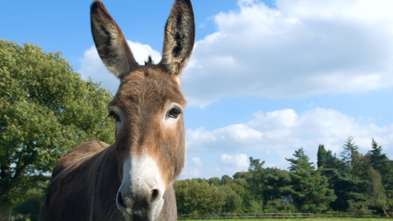 NE, NIJE MAGARE: Da li znate kako se zove mladunče magarca