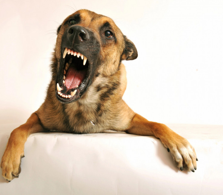 УЖАС КОД ТРОШАРИНЕ: Жену изуједали пси сина