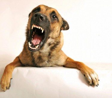 NIJE ONO ŠTO MISLITE: Evo šta znači ako vas pas gleda i LAJE