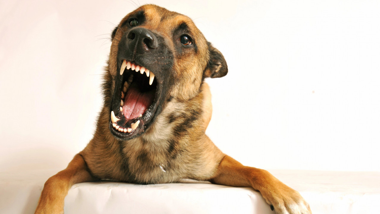 NIJE ONO ŠTO MISLITE: Evo šta znači ako vas pas gleda i LAJE