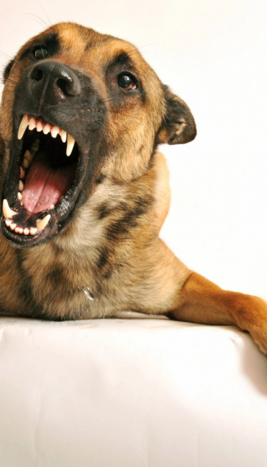 НИЈЕ ОНО ШТО МИСЛИТЕ: Ево шта значи ако вас пас гледа и ЛАЈЕ