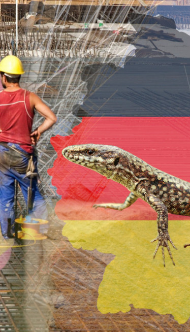 INVESTITORI LJUTI Gušteri "odlučuju" gde će se graditi