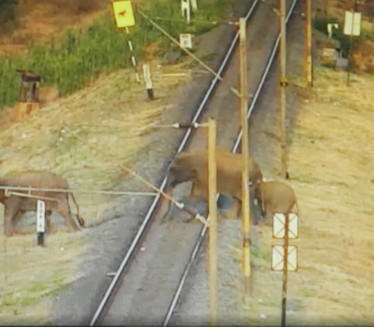 Брзи воз разнео крдо слонова, вагони излетели из шина