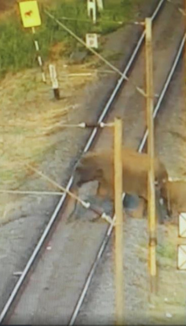 Брзи воз разнео крдо слонова, вагони излетели из шина