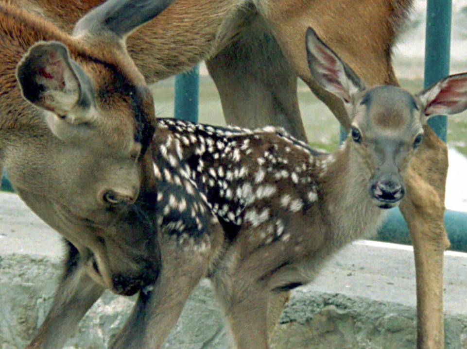 НИЈЕ ЛАНЕ, НИ БАМБИ: Знате ли како се зове младунче кошуте?