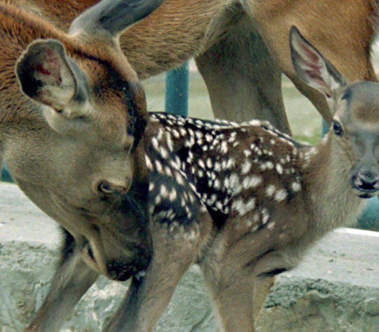 NIJE LANE, NI BAMBI: Znate li kako se zove mladunče košute?