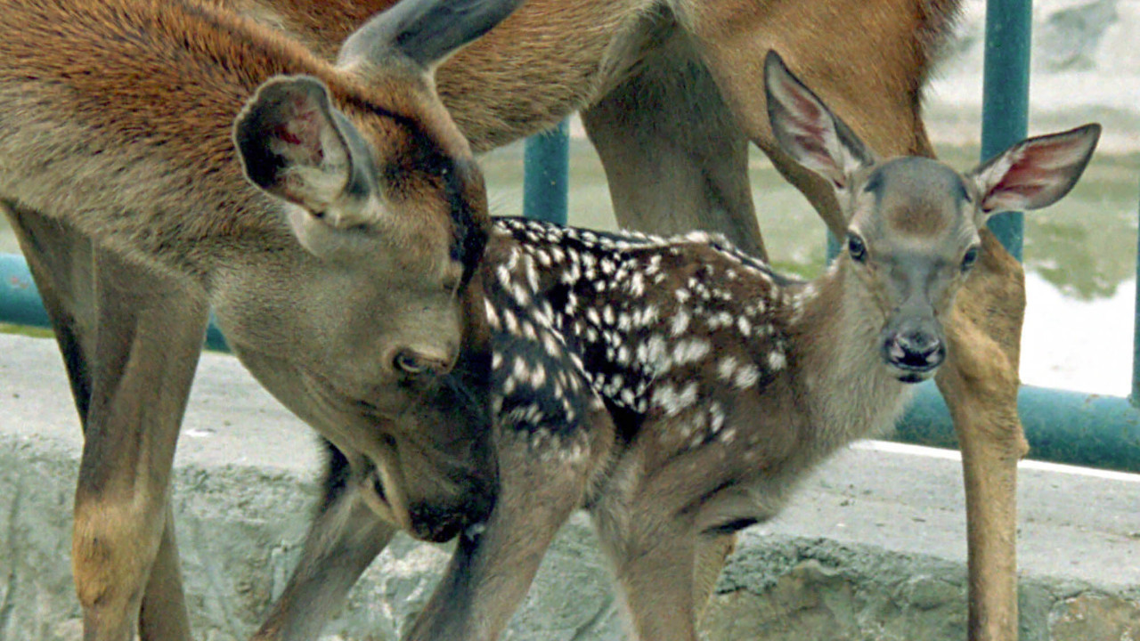 NIJE LANE, NI BAMBI: Znate li kako se zove mladunče košute?