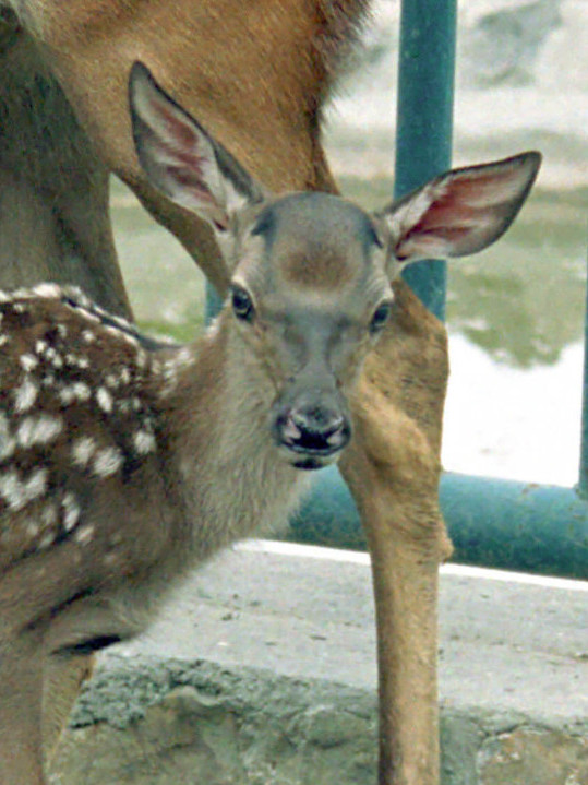 NIJE LANE, NI BAMBI: Znate li kako se zove mladunče košute?