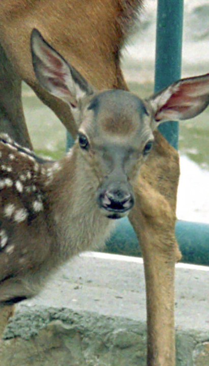 NIJE LANE, NI BAMBI: Znate li kako se zove mladunče košute?