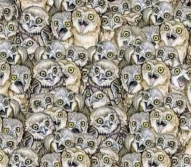 ГДЕ ЈЕ МАЧКА? Просечна особа је нађе за 60 секунди, а ви?