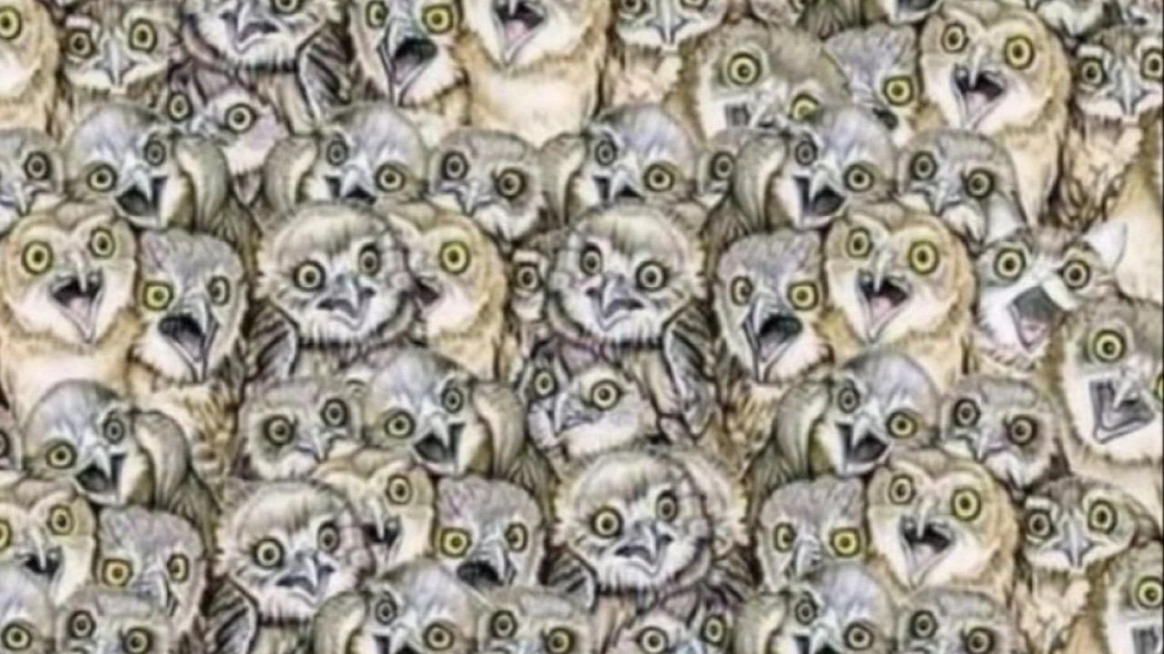 GDE JE MAČKA? Prosečna osoba je nađe za 60 sekundi, a vi?