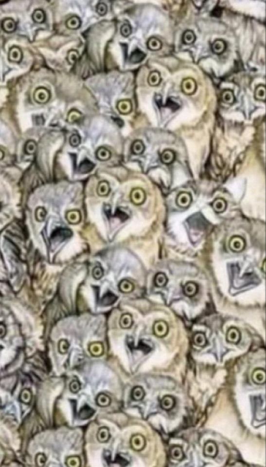 GDE JE MAČKA? Prosečna osoba je nađe za 60 sekundi, a vi?