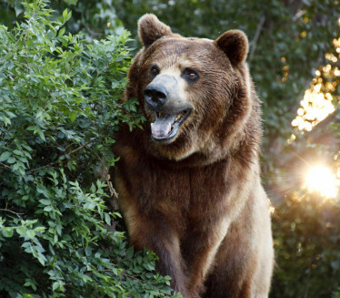 MESEC DANA SEJAO STRAH: Medved od 240kg se zavukao pod kuću
