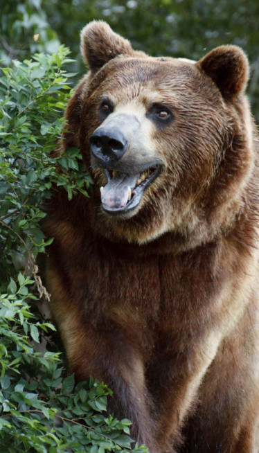 МЕСЕЦ ДАНА СЕЈАО СТРАХ: Медвед од 240кг се завукао под кућу