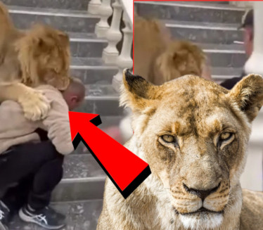 ЛАВ НАПАО ЧОВЕКА У АЛБАНИЈИ: Држали га као љубимца (ВИДЕО)