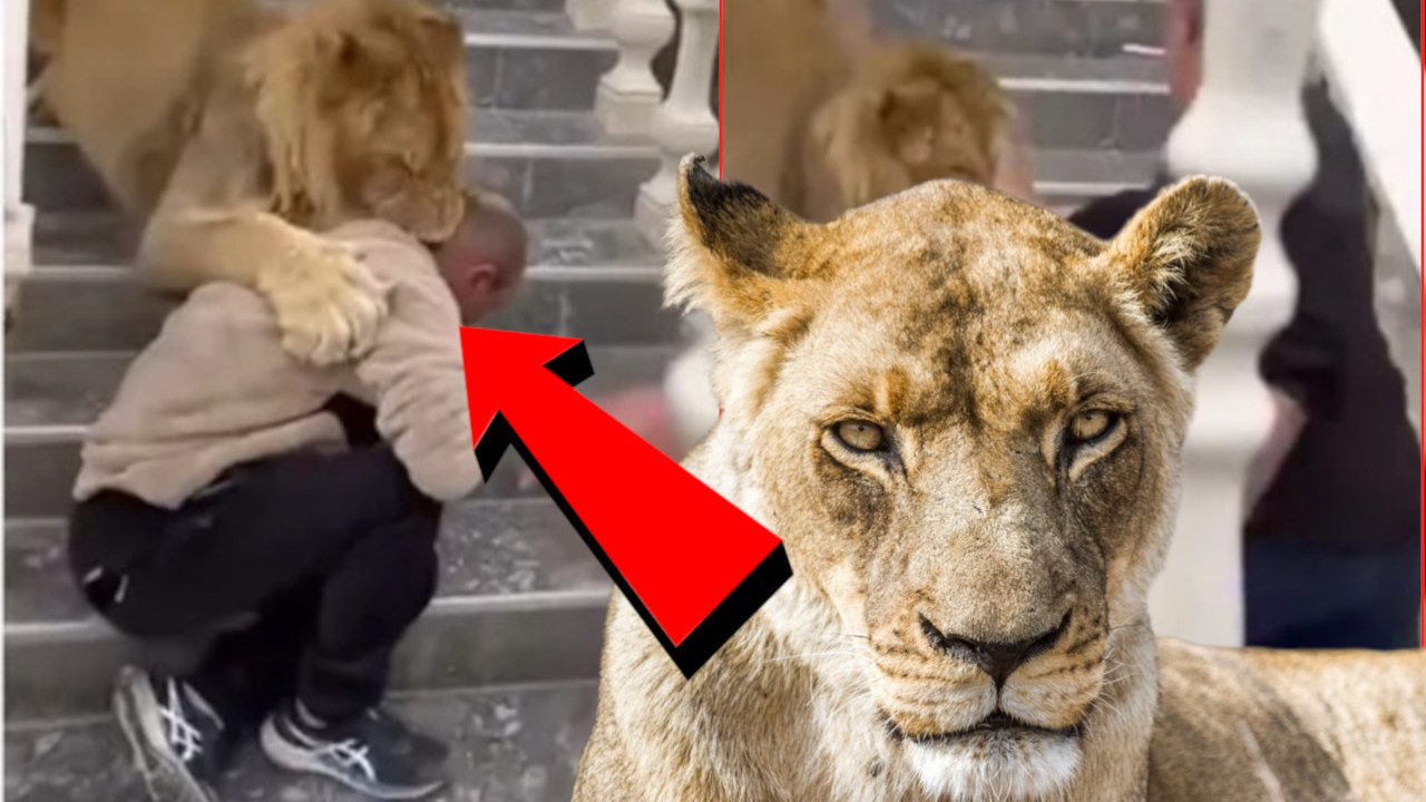 ЛАВ НАПАО ЧОВЕКА У АЛБАНИЈИ: Држали га као љубимца (ВИДЕО)