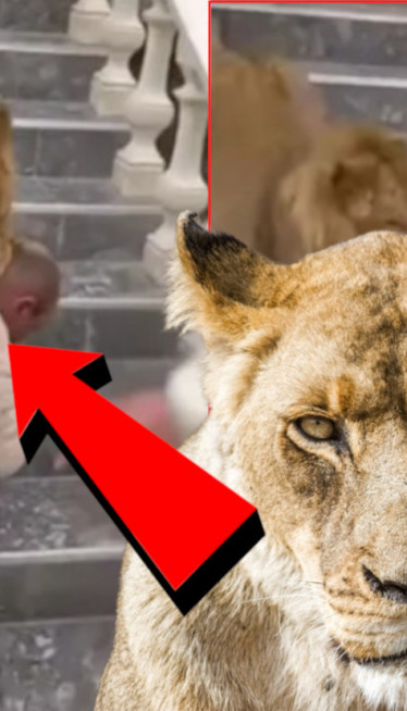 ЛАВ НАПАО ЧОВЕКА У АЛБАНИЈИ: Држали га као љубимца (ВИДЕО)