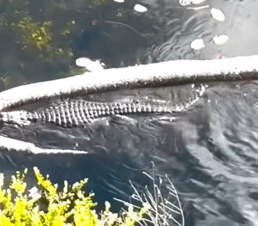 (VIDEO) Aligator ulovio džinovskog pitona