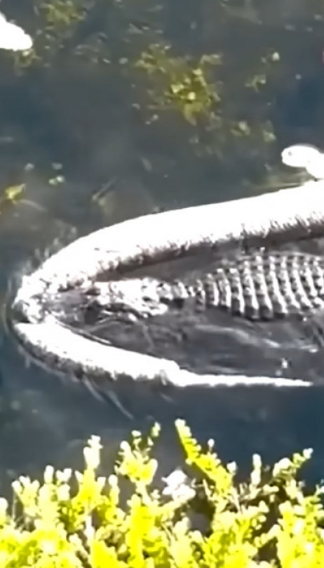 (VIDEO) Aligator ulovio džinovskog pitona