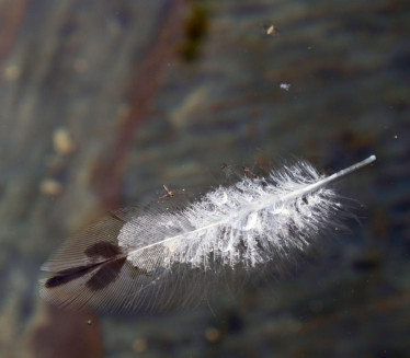 ШТА ЗНАЧИ КАД НАЂЕТЕ БЕЛО ПЕРО? Верује се да носи 8 порука