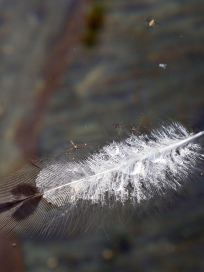 ШТА ЗНАЧИ КАД НАЂЕТЕ БЕЛО ПЕРО? Верује се да носи 8 порука