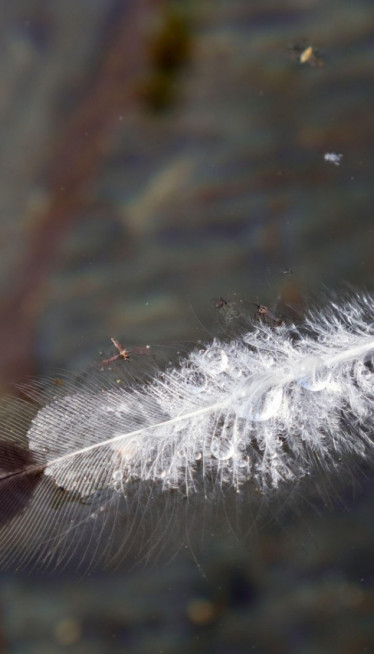 ŠTA ZNAČI KAD NAĐETE BELO PERO? Veruje se da nosi 8 poruka